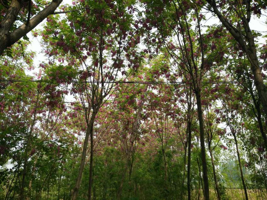 點(diǎn)擊查看詳細(xì)信息<br>標(biāo)題：香花槐 閱讀次數(shù)：1455