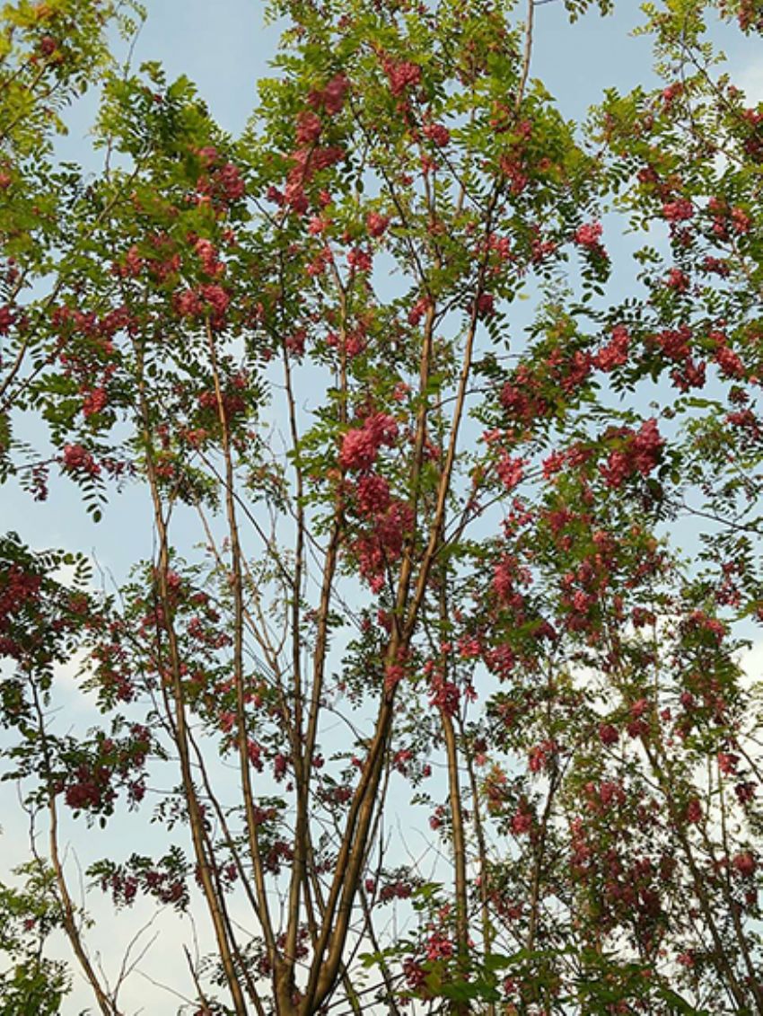點擊查看詳細(xì)信息<br>標(biāo)題：香花槐 閱讀次數(shù)：1681