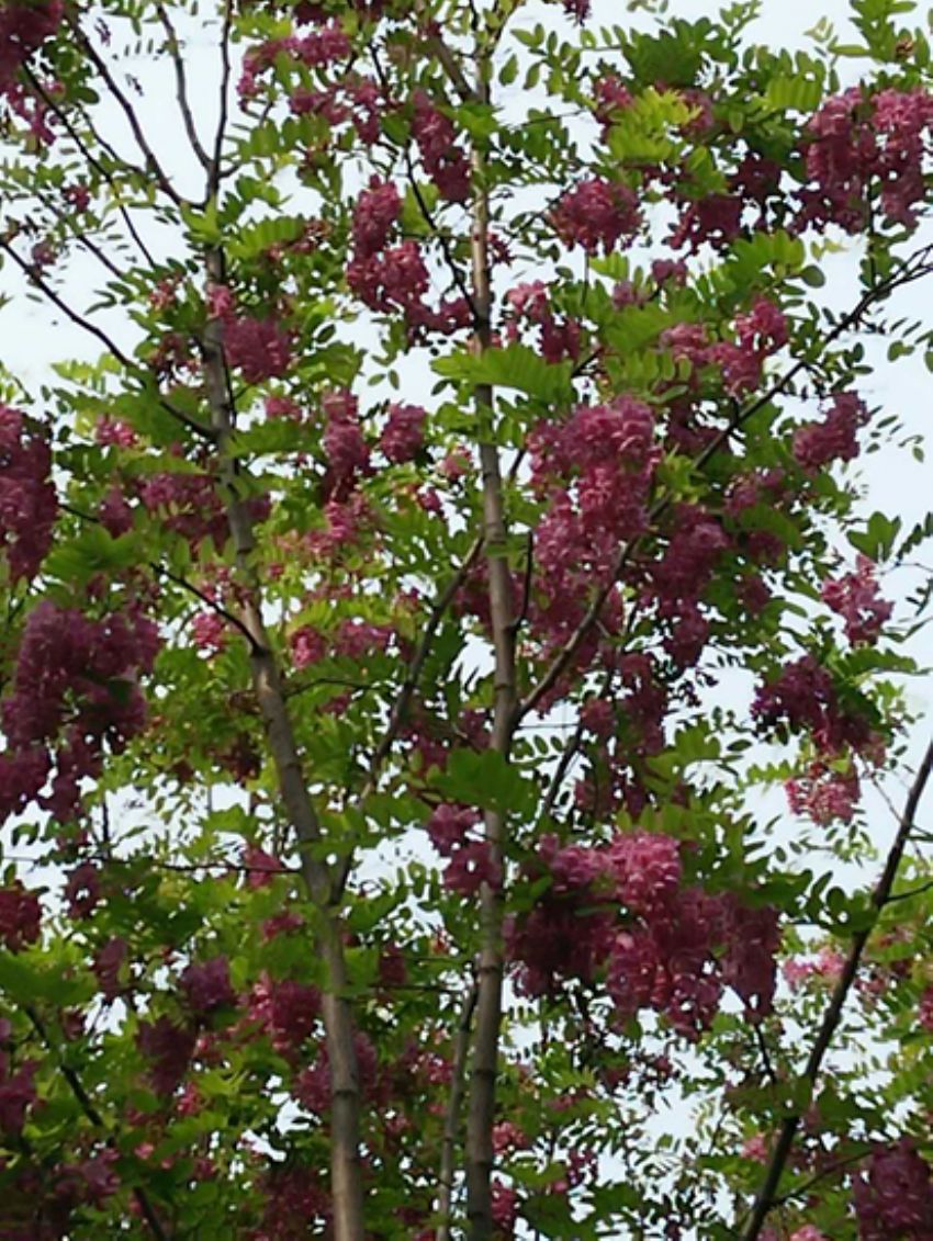 點擊查看詳細(xì)信息<br>標(biāo)題：香花槐 閱讀次數(shù)：1718
