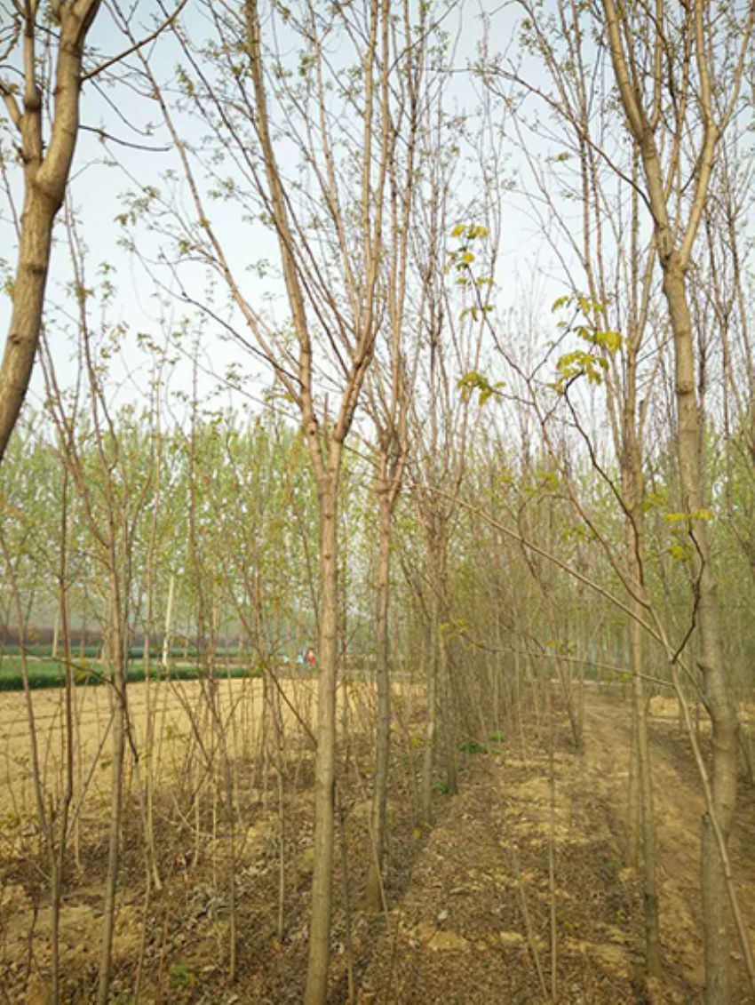 點擊查看詳細(xì)信息<br>標(biāo)題：香花槐 閱讀次數(shù)：1893