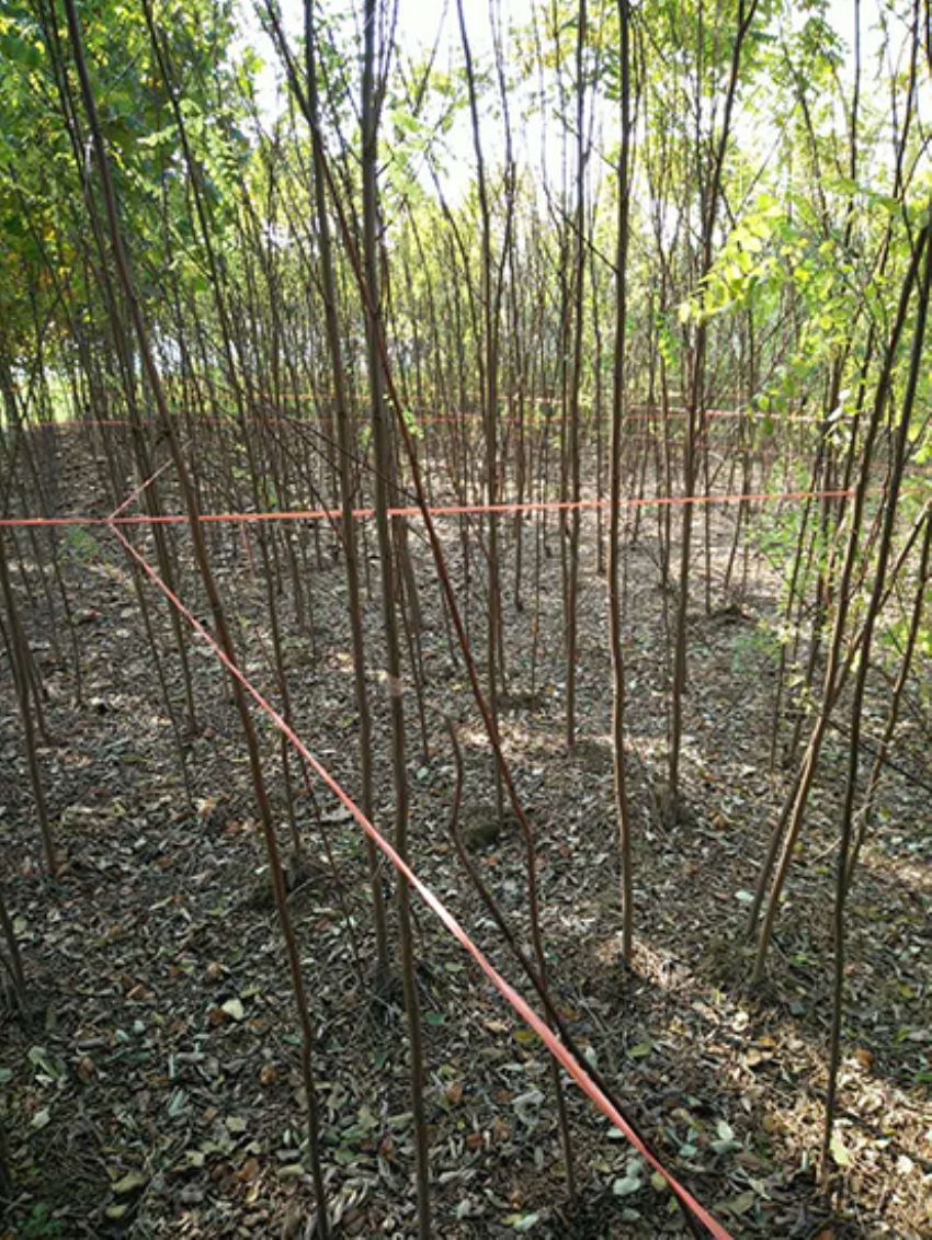 點擊查看詳細(xì)信息<br>標(biāo)題：香花槐 閱讀次數(shù)：1800