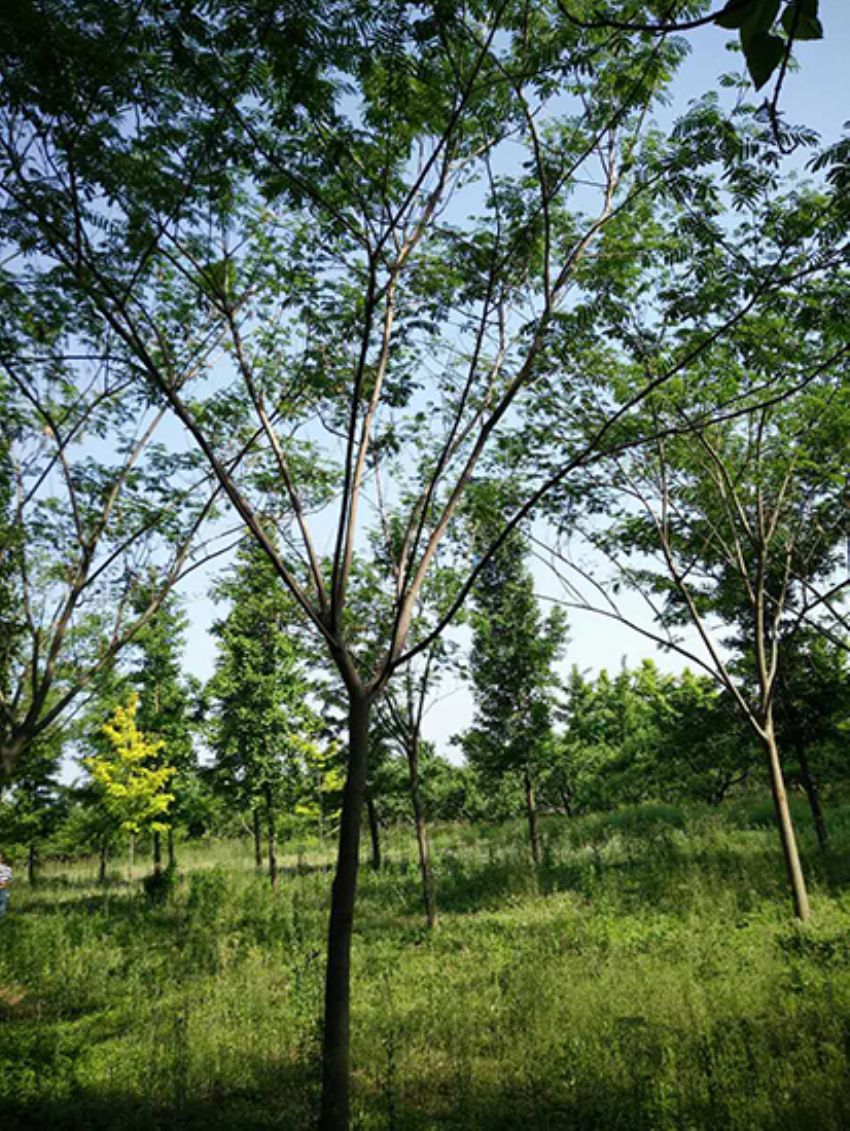 點擊查看詳細信息<br>標題：合歡 閱讀次數(shù)：1674